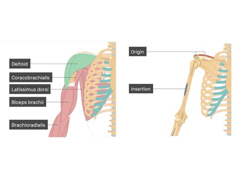 Deltoid Musclee Diagram Quizlet