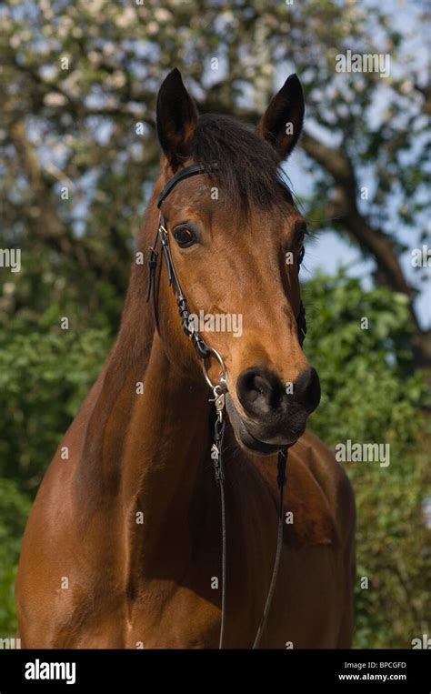 Oldenburger Stock Photo - Alamy