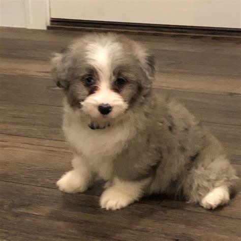 Aussiedoodles — BARC Doodle Puppies