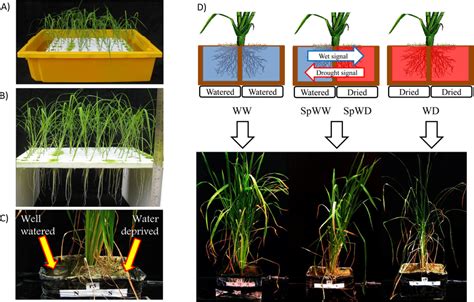 Sample Preparation Steps In The Greenhouse A Rice Seedlings With Download Scientific Diagram