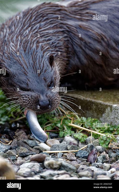Eurasian Otter Lutra Lutra Immature Eating A Lamprey Out Of Water