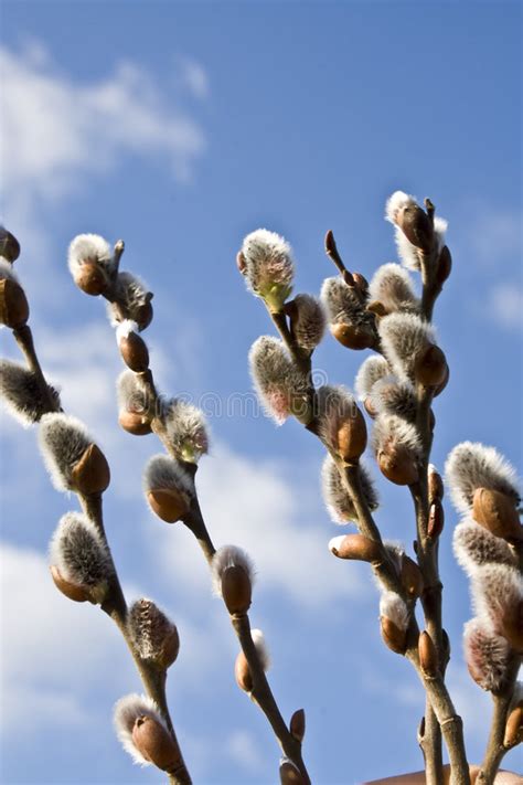 Salici Di Pussy Fotografia Stock Immagine Di Parco Flora 4271526
