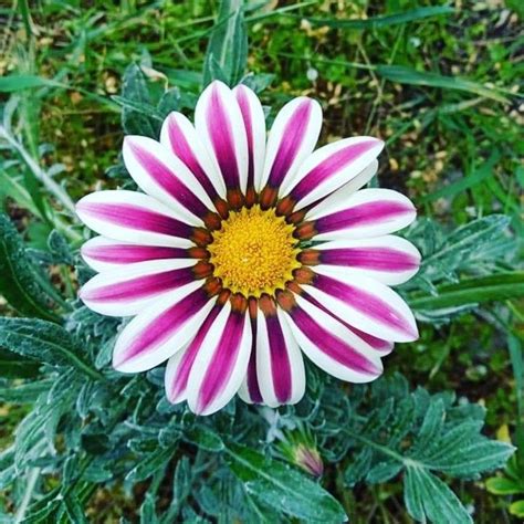 Top India adlı kullanıcının Gazania flowers panosundaki Pin | Çiçek