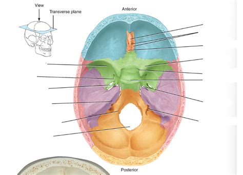 A P Practical 2 Skull Transverse Cut Superior View Diagram Quizlet