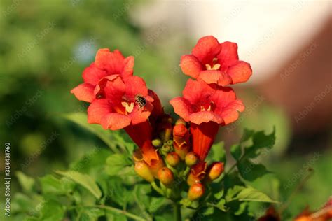 Foto De Bee Flying Over Trumpet Vine Or Campsis Radicans Or Trumpet