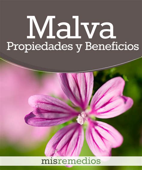 Para Que Sirve La Malva En Planta Medicinal Plant Blog