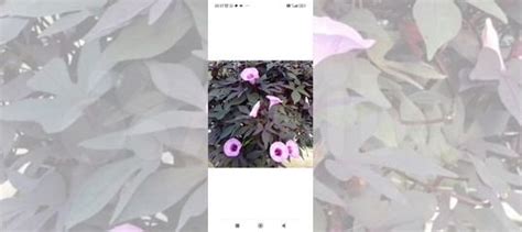 Ипомея батат вариегатная и фиолетовая купить в Воронеже | Товары для ...