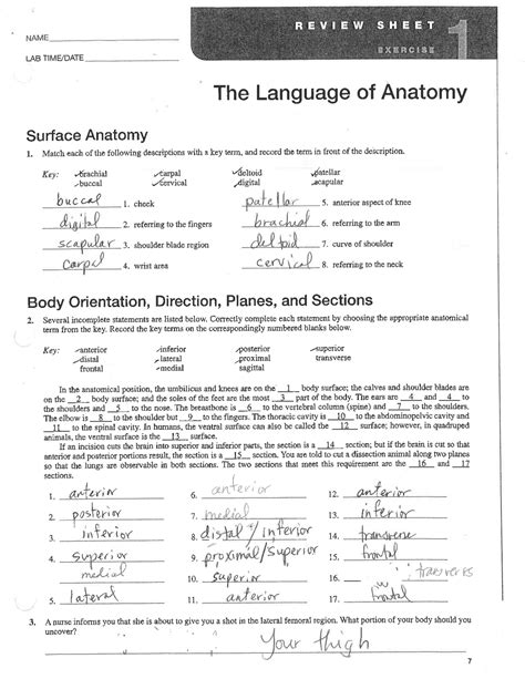 Chapter Lab Investigation The Language Of Anatomy Jairo Has Frederick