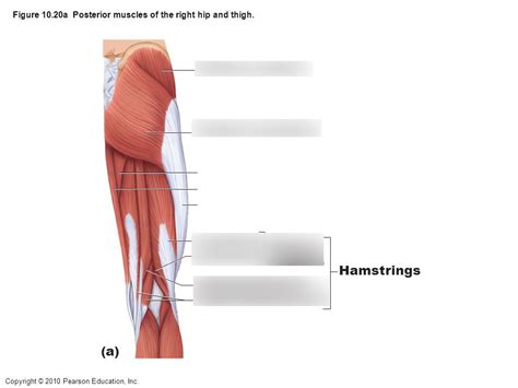 Muscles Of The Posterior Aspect Of The Right Hip And Thigh Diagram