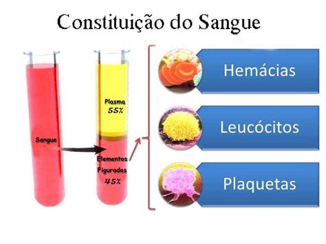 O Que É O Plasma Do Sangue - Composição do Sangue (Plasma/Elementos Figurados)