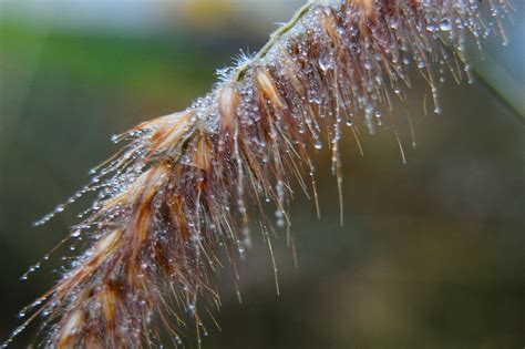 Dew Drops Macro Free Photo On Pixabay Pixabay