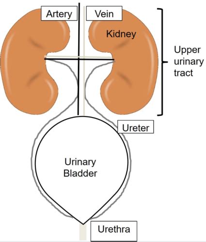 Approach To Urinary Disease And Analysis Flashcards Quizlet