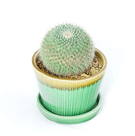 Indoor Cactus Names at Joan Byrd blog