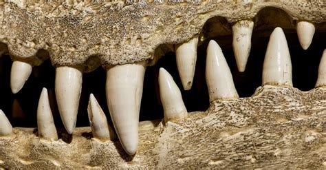 Alligator Teeth Everything You Need To Know Imp World
