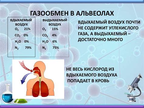 Дыхательная система. Органы дыхания. Газообмен - презентация онлайн