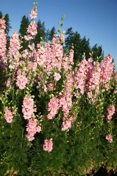 Silver Falls Seed Company Larkspur Rocket Light Pink