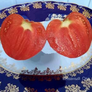 Томат Бычье Сердце Минусинское выставочное - описание