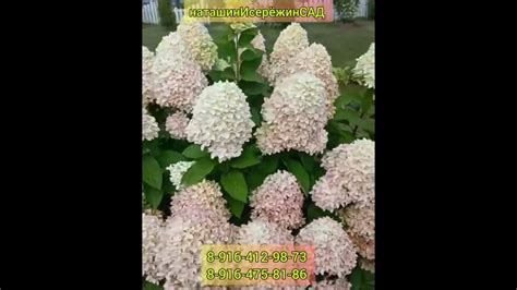 Гортензия Метельчатая Мэджикал Кэндл - YouTube