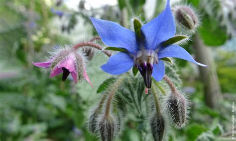 Borretsch Borago Officinalis Steckbrief