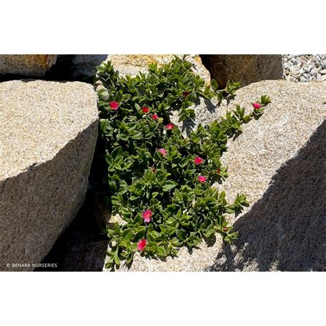 Aptenia cordifolia