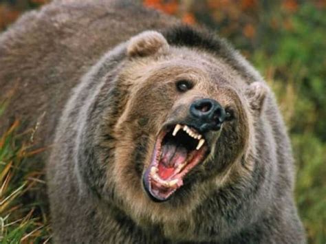 Ursul care a terorizat două sate din Târgu Lăpuş, alungat cu petarde şi ...