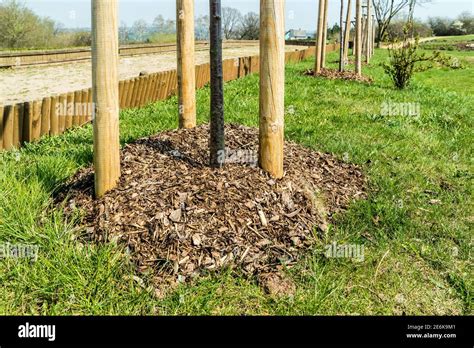 Bark Mulch On The Tree Stock Photo Alamy