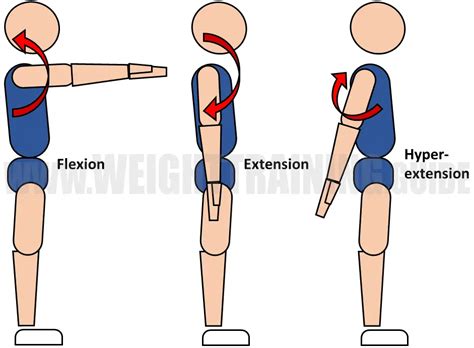 Shoulder Flexion And Extension