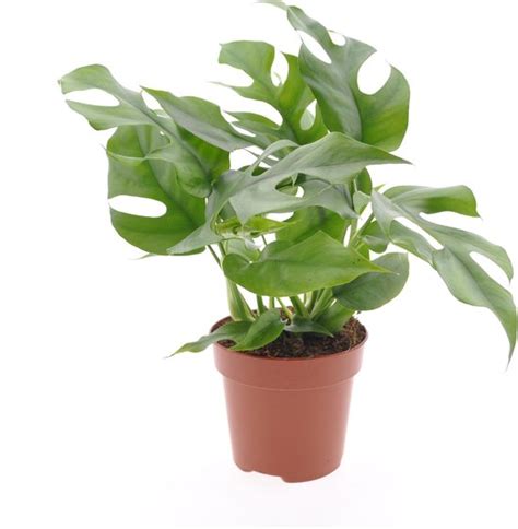 Kamerplant Van Botanicly Gatenplant Hoogte Cm Monstera Minima