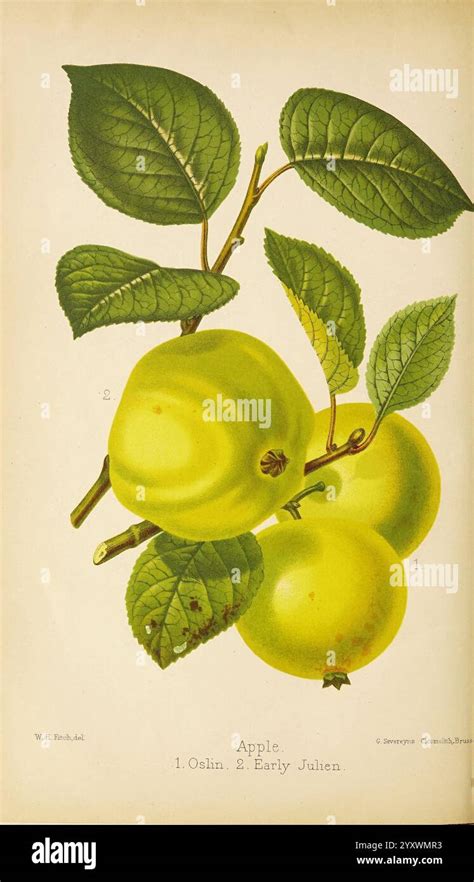 Two specific varieties hi-res stock photography and images - Alamy