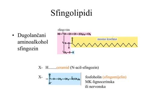 PPT - LIPIDI PowerPoint Presentation - ID:1811481