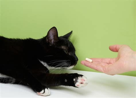 Omeprazole For Cats Overview Dosage And Side Effects