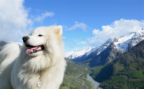 Samoyed Wallpapers - Wallpaper Cave