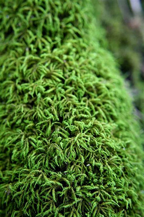 19 Types Of Mosses For Your Garden