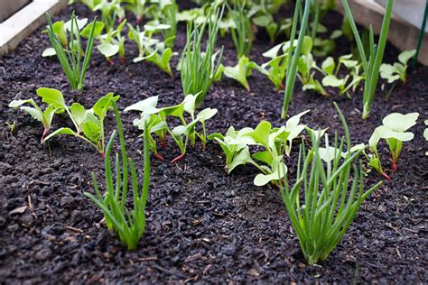 22 Ways To Combat Garden Pests Naturally Farmers Almanac