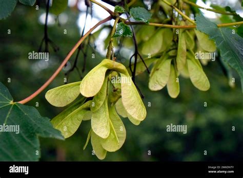 Maple Maple Seeds Stock Photo Alamy