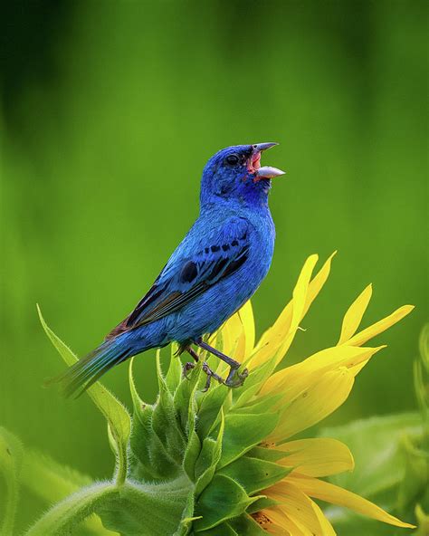 Indigo Bunting Singing While Perched On A Sunflower Photograph By James