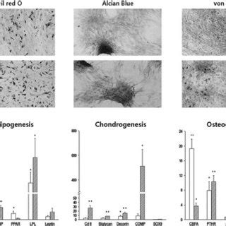 In Vitro Differentiation Of ASCs Into Mesodermal Lineages A A ASCs