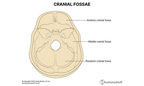 anterior cranial fossa diagram