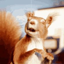 Squirrel Laugh S Tenor