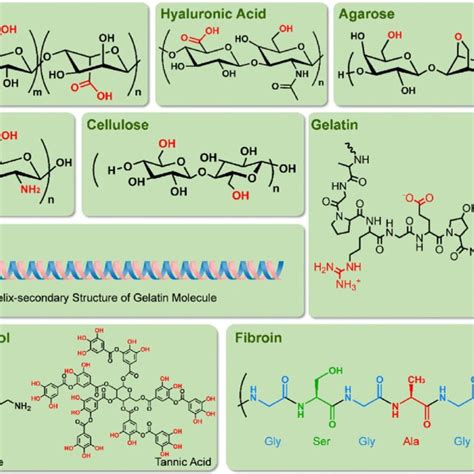 schematic illustration   structure   wool fiber