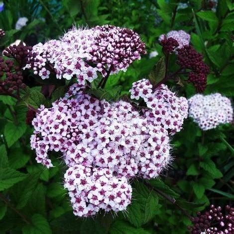 Спирея «Спарклин Шампейн Spiraea japonica «Sparkling Champagne ...