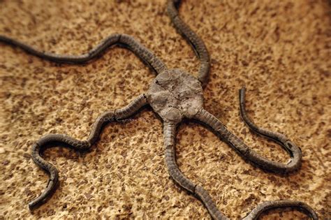 Nature Photography And Facts Brittle Star