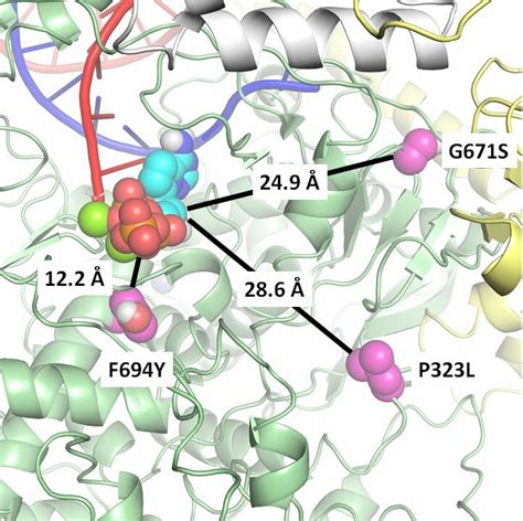 Structural model of Nsp12 highlighting key amino acid substitutions in ...