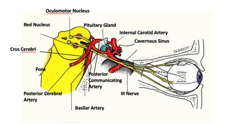 Oculomotor nerve diagram