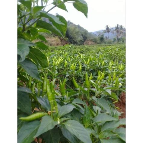 jual bibit cabe rawit siap tanam bibit cabe lalap shopee indonesia