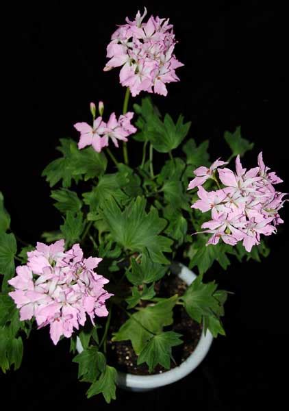 Пеларгония Fireworks Light Pink