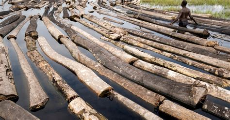 Photos: In Nigeria’s forests, loggers outnumber trees | In Pictures ...
