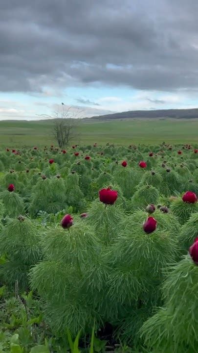 На Ставрополье зацвели краснокнижные узколистные пионы - YouTube