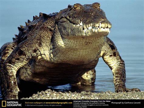 30 feet long crocodiles in South Florida | WC News - World