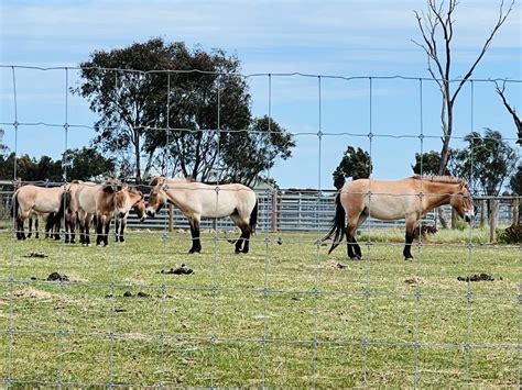 Werribee Open Range Zoo | Discover Melbourne